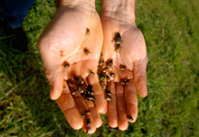 dung-beetles