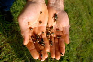 Dung beetles thrive