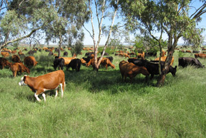 High impact grazing