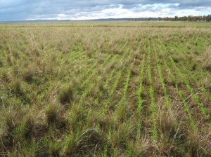 Pasture cropping