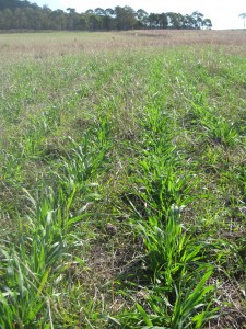 Pasture Croping