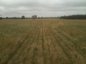 Emerging oats