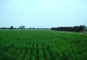 Tillered oat crop