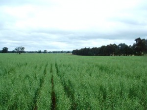 Oats in head