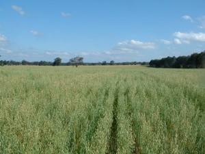 Nearing harvest