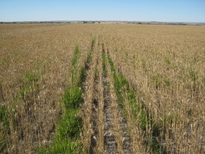 Pasture cropping into Sub tropical grasses