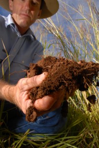 Soil and roots