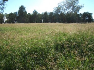 Sub tropical grasses