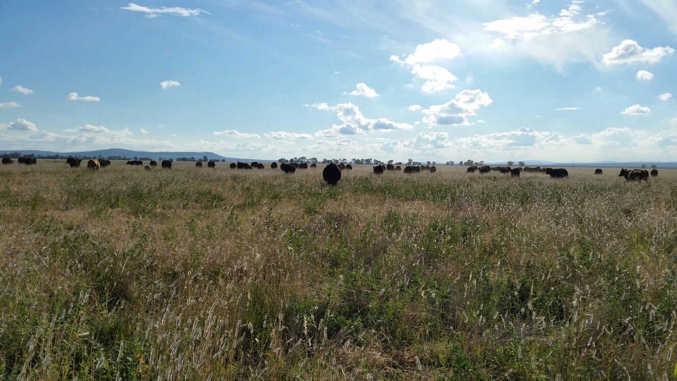 Regenerative grazing