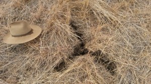 dry season - lack of soil life