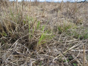 Ground cover