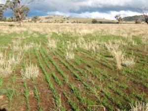 pasture cropping at home