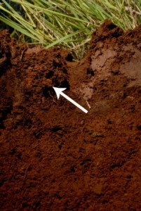 Soil profile