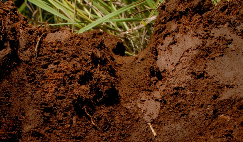 Soil