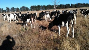 Pasture less densely grazed - note unnevenness