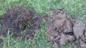 Soil from either side of the fence