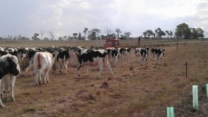 Cattle grazing strip in between treelanes
