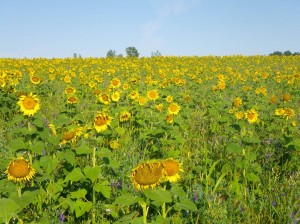 Cover crop