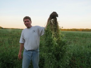 Gail Fuller with some vetch from a cover crop