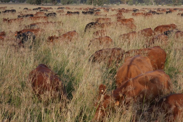 Our cattle cover shot