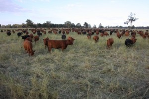 Our cattle high density
