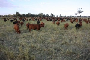 Our cattle high density