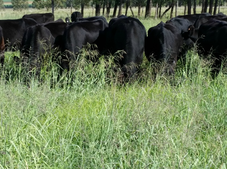 Planned grazing