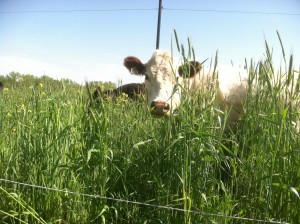 Cattle grazing the cover crop
