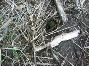 Ground mulch with dung beetles