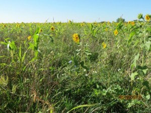 Multi species cover crop