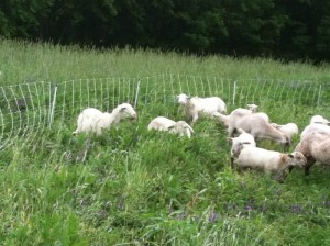 Sheep grazing fodder crops