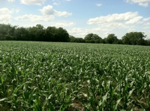 Corn cash crop