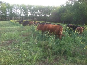 Cattle grazing a cover crop