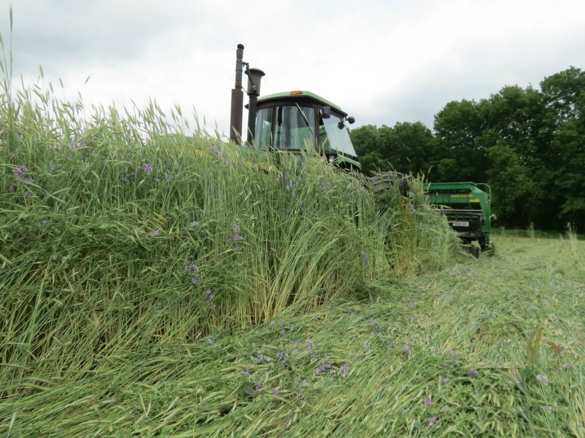 Rolling a cereal rye & vetch cover crop