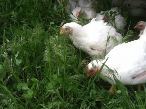 Free range chooks grazing