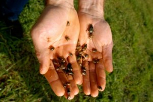 Dung beetles on our farm