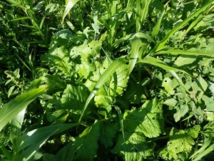 Multispecies cover crop