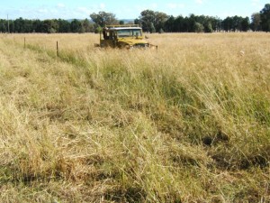 Physiologically mature grasses