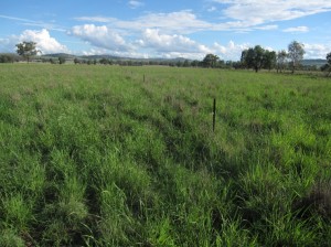 Recovered grass