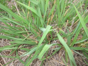 Recovering grass