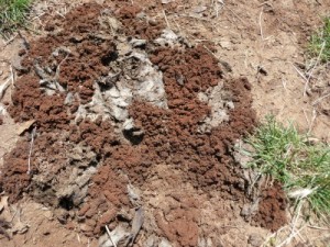 Dung beetle activity