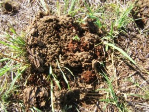 Dung Beetle activity with subsoil