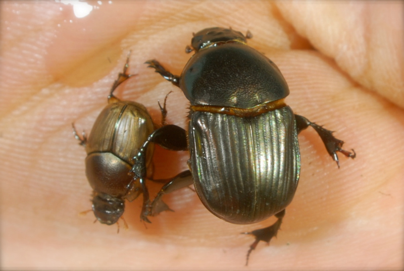 Dung Beetles