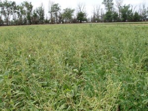 Multi species cover crop