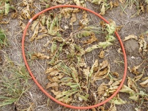 Turnip cover crop