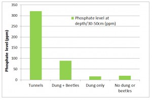 Dung beetle effects on soil phosphate