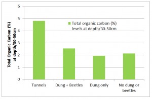 Dung beetle effects on TOC (%)