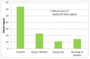 Dung beetle effects on soil Nitrate levels
