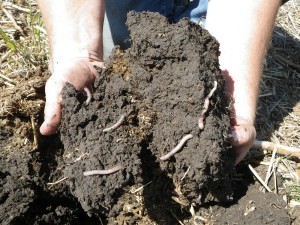 Soil health from cover cropping
