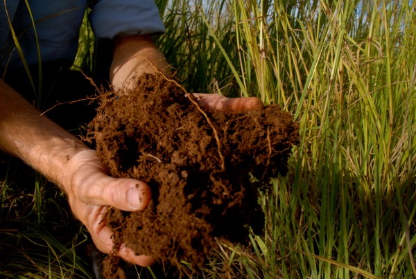 Carbon in soil